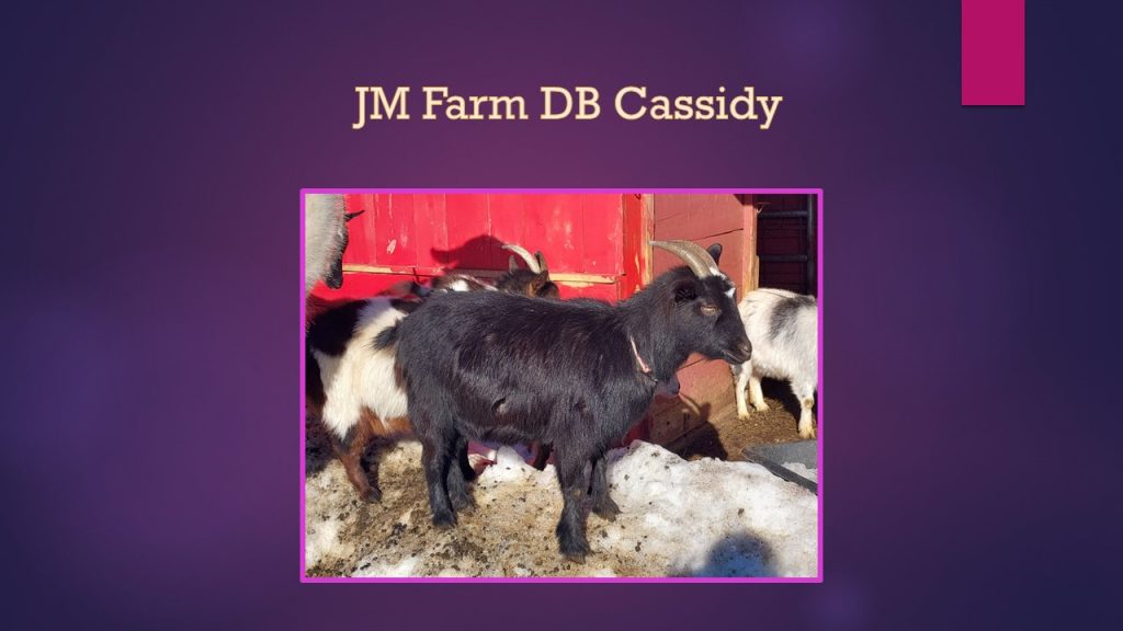 nigerian dwarf doe jm farm db cassidy
