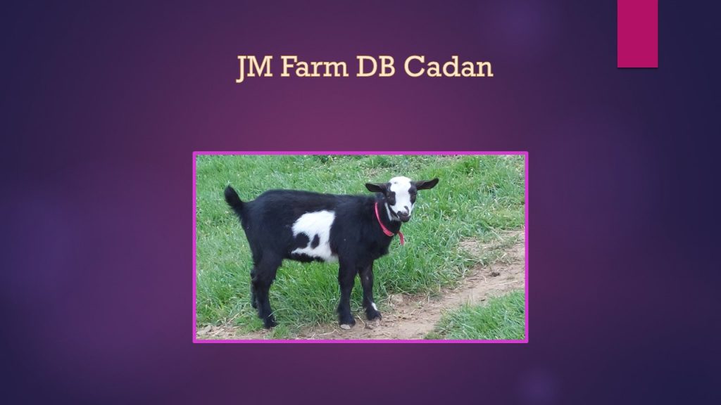nigerian dwarf doe jm farm db cadan