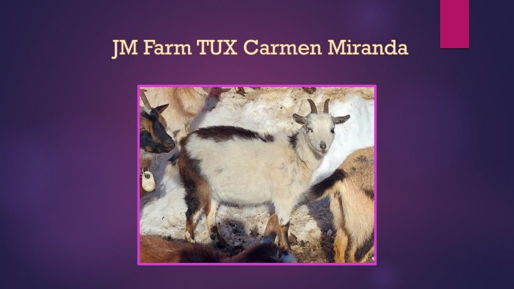 nigerian dwarf doe jm farm tux carmen miranda