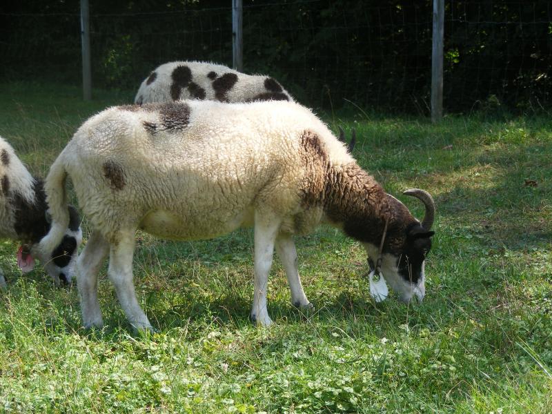 Jacob sheep ewe 2 horned 15% black Deborah