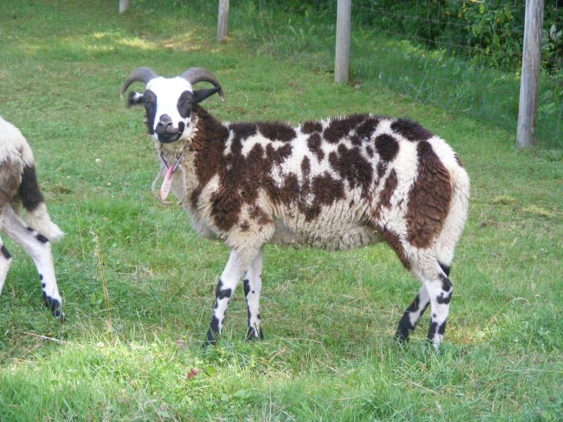 Jacob sheep ewe 2 horned 50% black Jessica