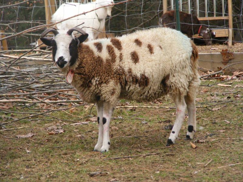 Jacob sheep ewe 4 horned 35% black Lily