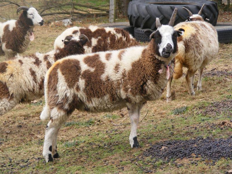 Jacob sheep ewe 5 horned 45% black Jamisen