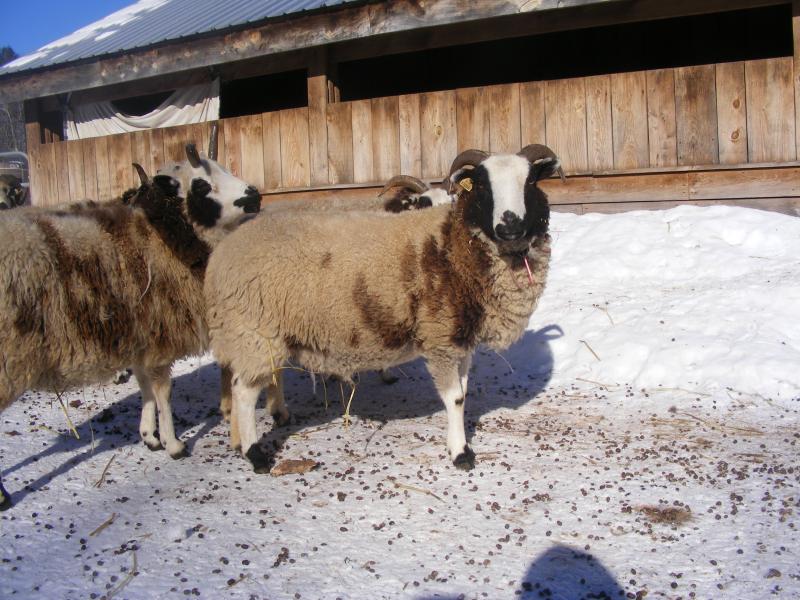 Jacob sheep ewe 2 horned 30% black Lia