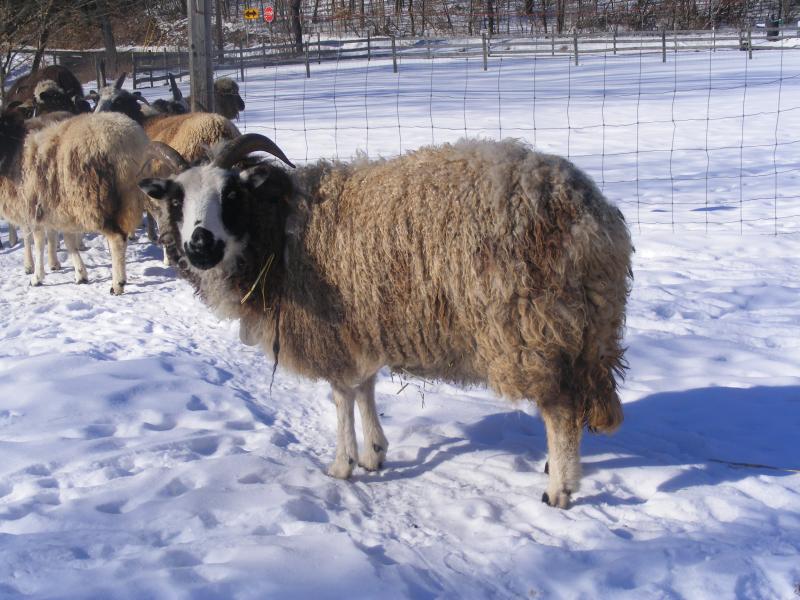 Jacob sheep ewe 2 horned black Rebecca