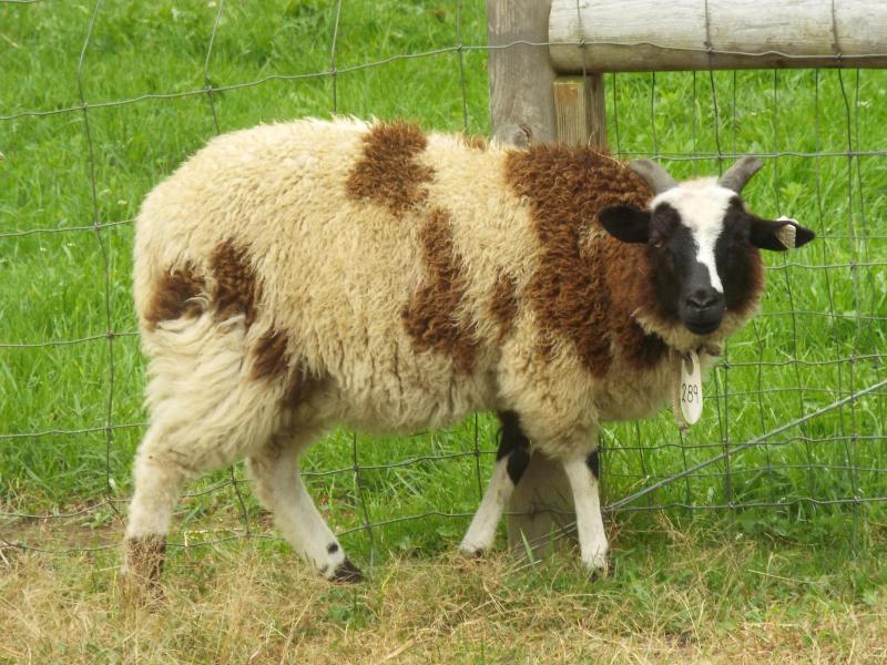 Jacob sheep ewe 2 horned black Maresha