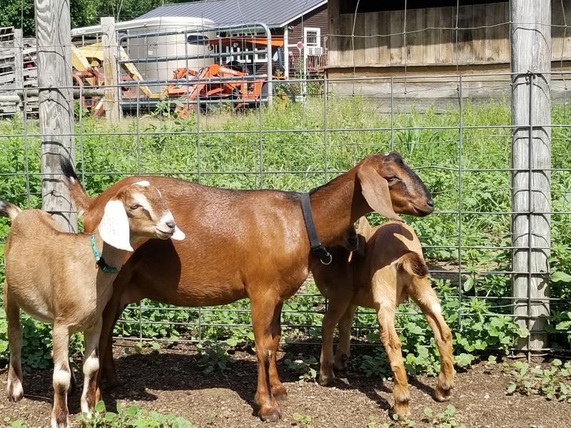 mini nubian goat doe and kids