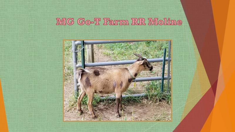 nigerian dwarf goat doe moline
